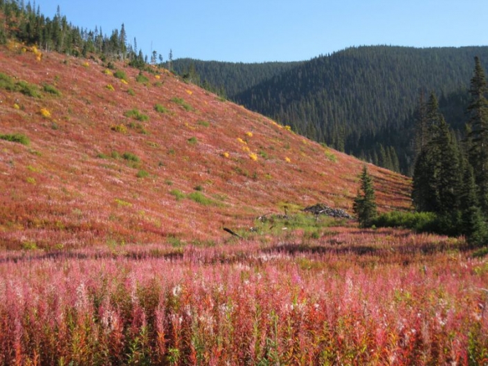 About Lobo Peak Outfitters Guided Big Game hunting, Prince George, BC